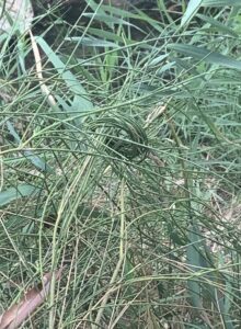 retama la santería de Jaen