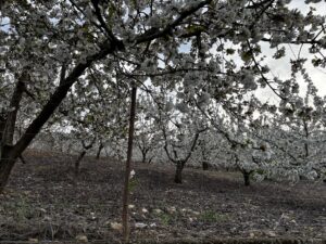 la flor del cerezo, visita a castillo de locubin Jaen