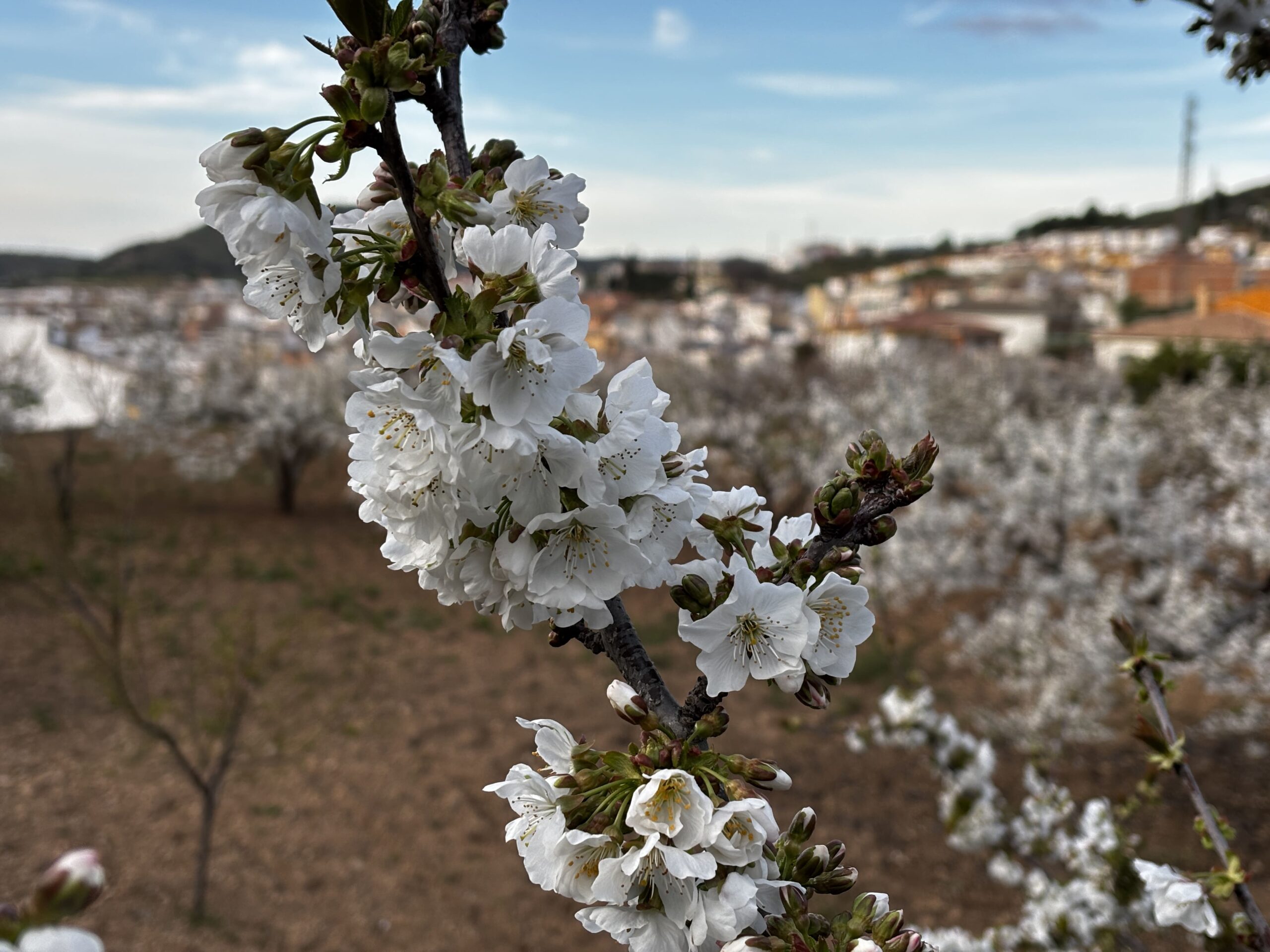 cerezos en flor en primavera en castillo de locubin Jaen