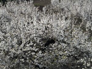 cerezos en flor en jaen, turismo de floracion